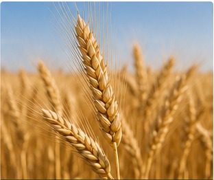 Wheat farming field
